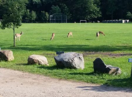 Pouch Camporee Field