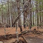 Allaire State Park Group Campsite