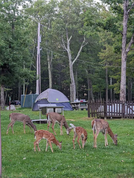 Beaver Pond Campground Picture 6