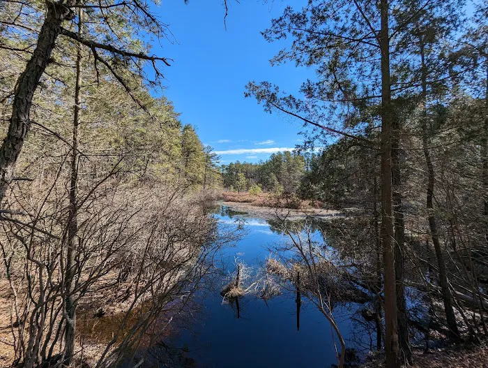 Brendan T Byrne State Forest Campground Picture 4