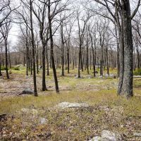 Tiorati Plateau Campground (Reservation Required) ico