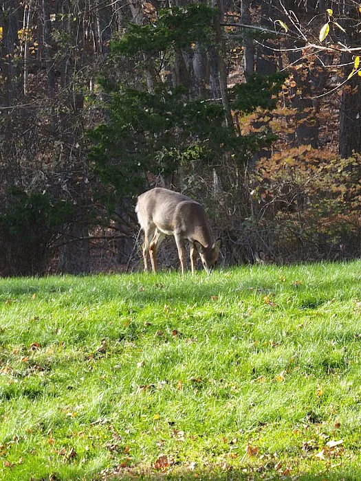 Kymer's Campground Picture 10