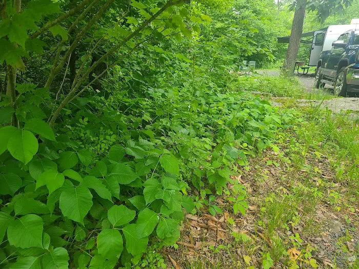 Sawmill Lake Campground Picture 10