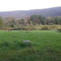 Bear Creek Campgrounds ico