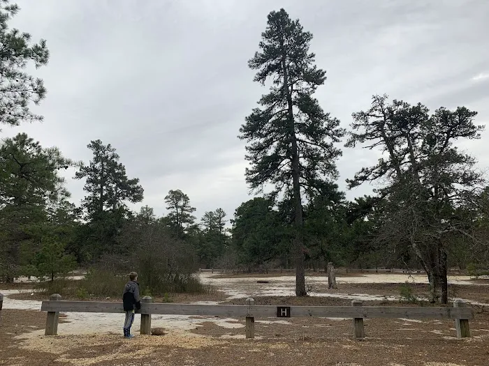 Bodine Field Campground Picture 3