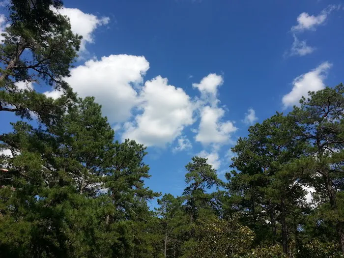 Bodine Field Campground Picture 7