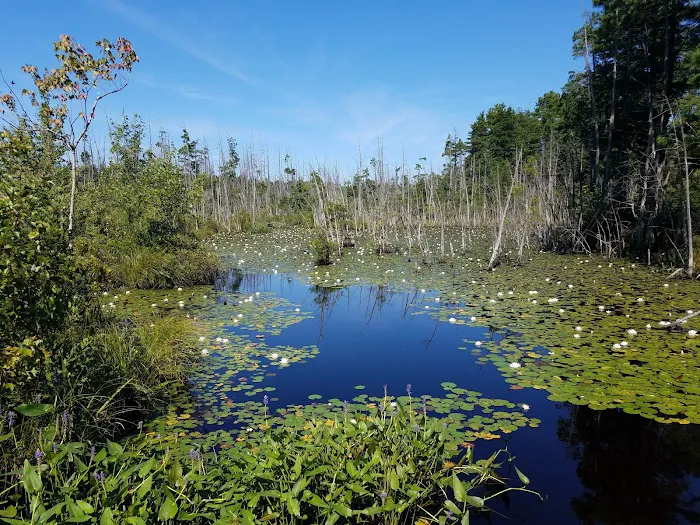 Goshen Pond Camping Area Picture 2