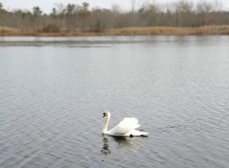 Fawn Lake Village