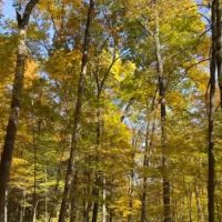 Dingmans Campground ico