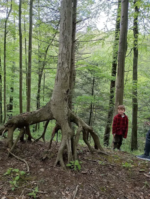 Beaver Vally Camp Grounds Picture 2
