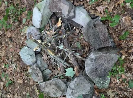 State Forest Campsite #S006