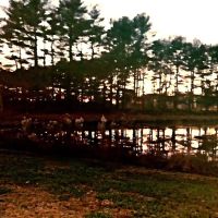 Holly Green Camping Grounds ico