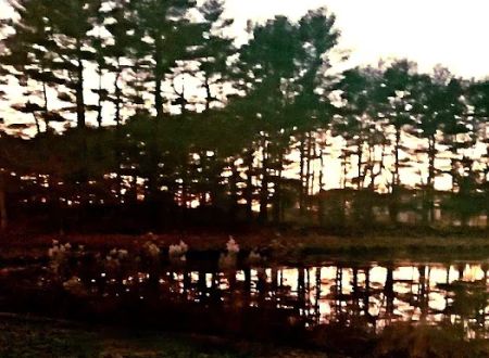 Holly Green Camping Grounds