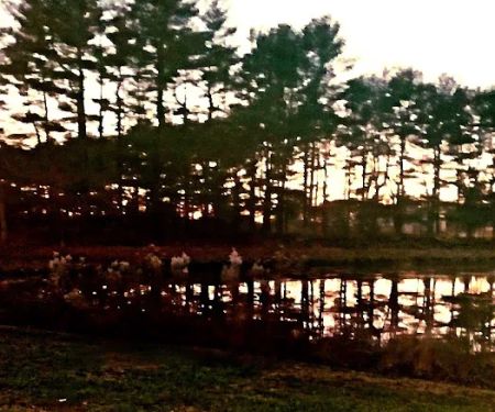 Holly Green Camping Grounds
