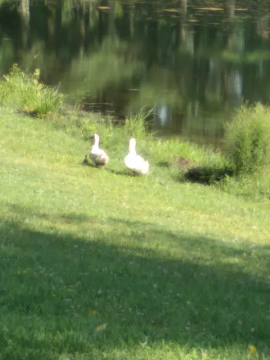 Holly Green Camping Grounds Picture 9