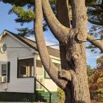 New Harbor View Cottages