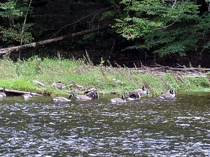 Neversink River Campgrounds Picture 7