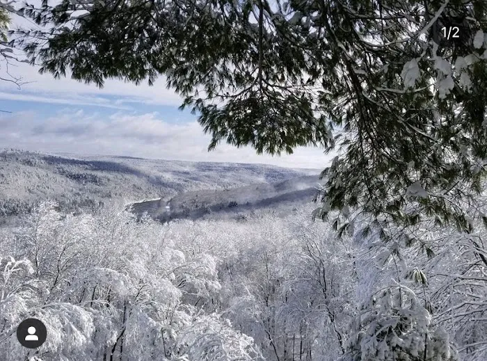 Sylvania Tree Farm Picture 7