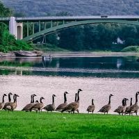 Narrowsburg Campground (Lander's River Trips) ico