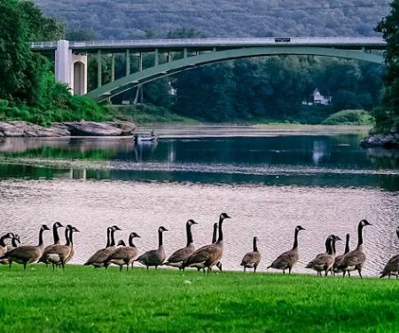 Narrowsburg Campground (Lander's River Trips)