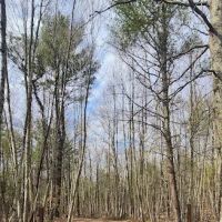 White Deer Campsite ico