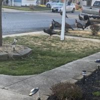 White Oak Mobile Home Park ico