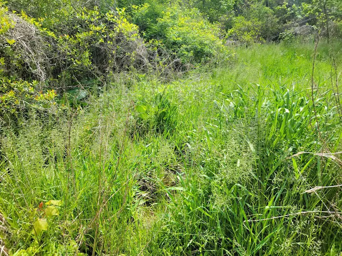 Oldman's Creek Campground Picture 8