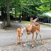 Ledgedale Recreation Area ico
