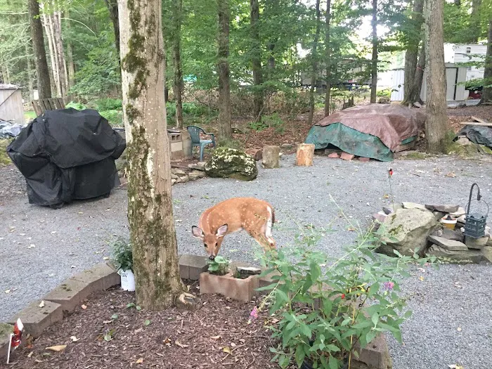 Secluded Acres Campground Picture 5