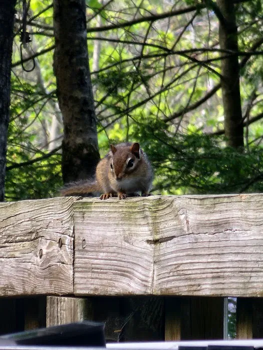Young's Forest Picture 2
