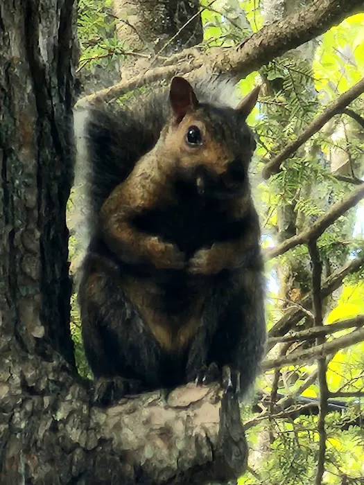 Young's Forest Picture 5