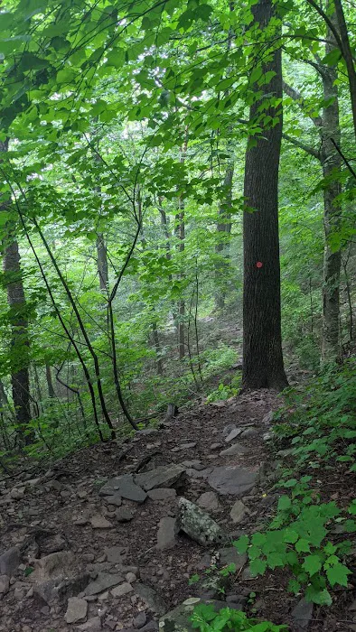 Devils Path Trail. Camp Area Picture 3