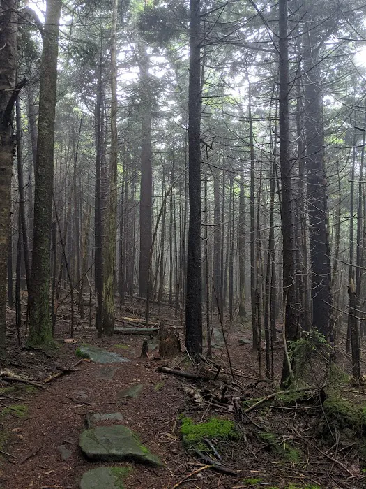 Devils Path Trail. Camp Area Picture 5