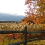 Country Meadows Rents & Sales