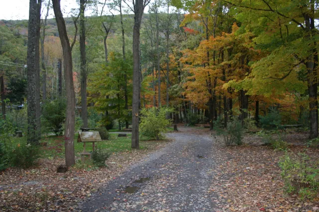 Phoenicia Black Bear Campground Picture 6