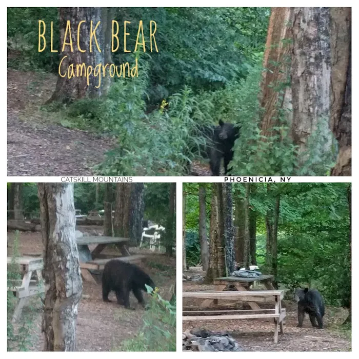 Phoenicia Black Bear Campground Picture 8