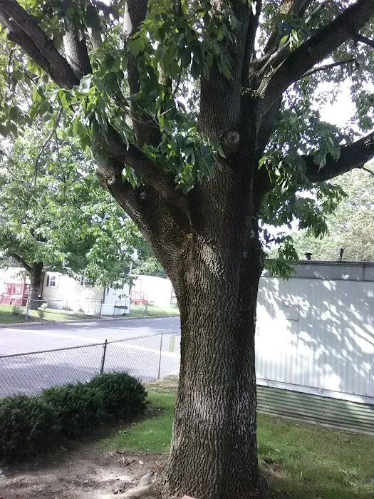 Tips Trailer Park Picture 10