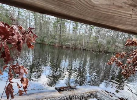 Bellplain State Forest Astronomy