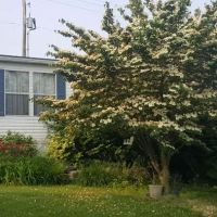 Sycamore Park ico