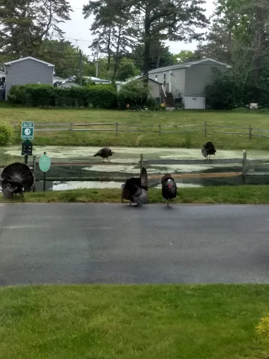 Riverwoods Mobile Home Community Picture 8