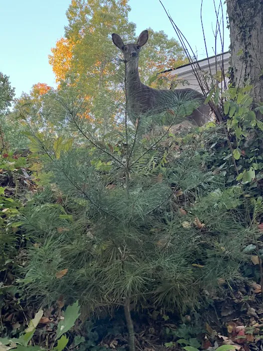Seven Springs Estate Picture 4