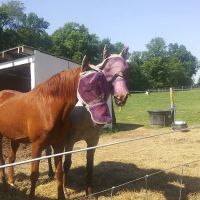 Hip Camp At Bellview Farm ico