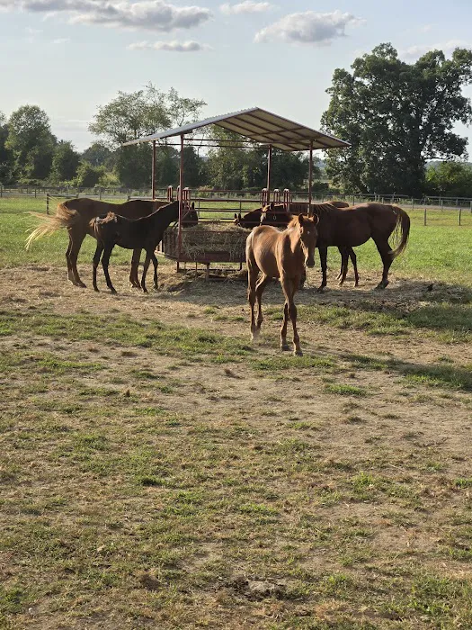 Hip Camp At Bellview Farm Picture 9