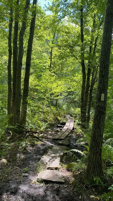 Beartown State Forest Site 10 Picture 1
