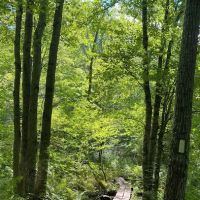 Beartown State Forest Site 10 ico