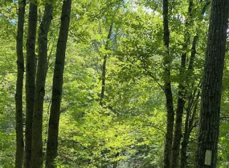 Beartown State Forest Site 10