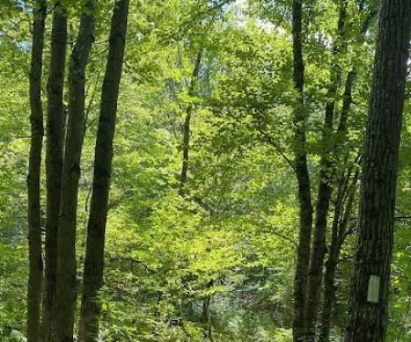 Beartown State Forest Site 10