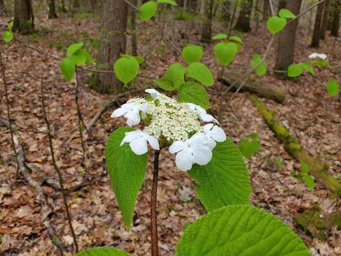 Big Spring Area Picture 4