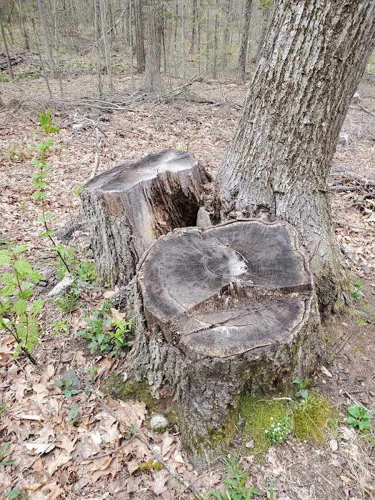 Big Spring Area Picture 5