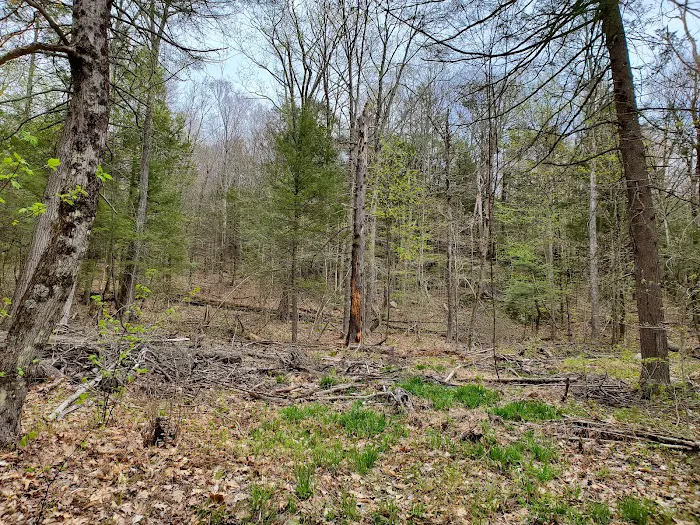Big Spring Area Picture 7